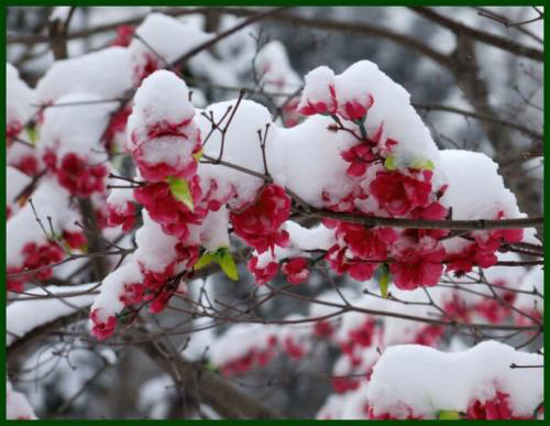白落梅适合摘抄下来的优美句子,精致干净,越看越喜欢