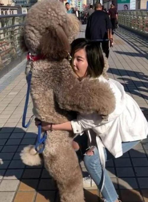 100斤超大泰迪竟然撒娇要抱抱女主人含泪把它抱回家