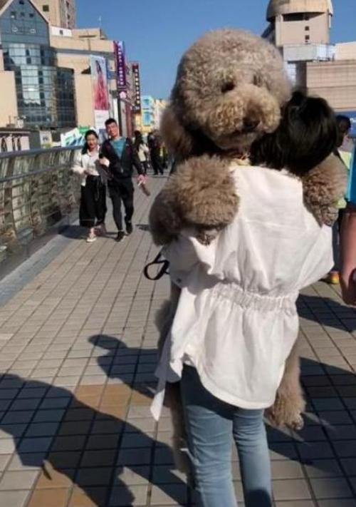 100斤超大泰迪竟然撒娇要抱抱女主人含泪把它抱回家