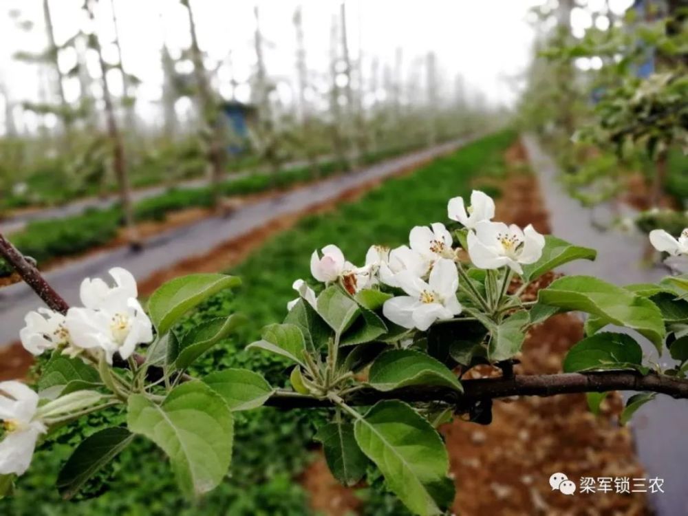 果树|怎样防范果树花期霜冻？果农赶紧看过来！