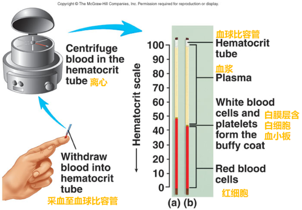 白细胞|白细胞是无色的，那为什么叫白细胞？