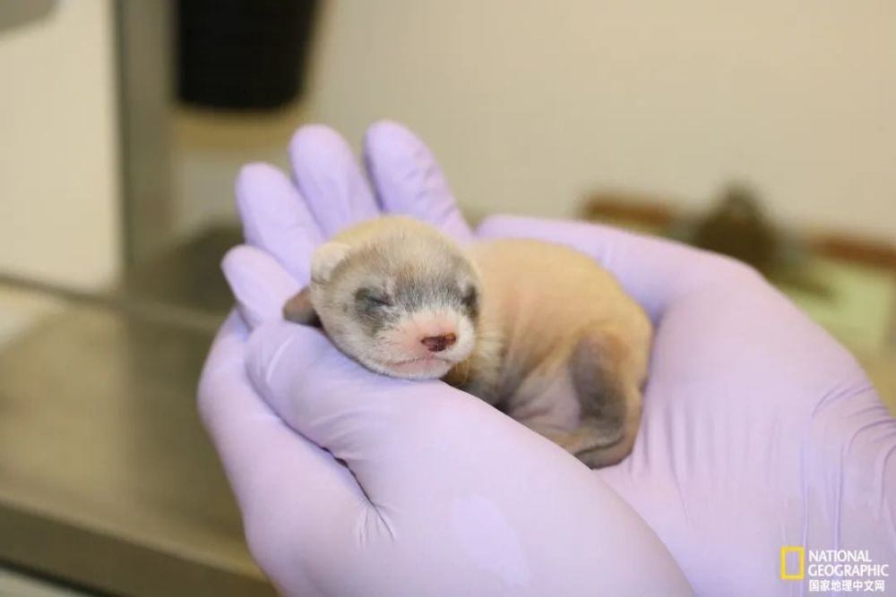 伊丽莎白·安|这种克隆，细思极恐