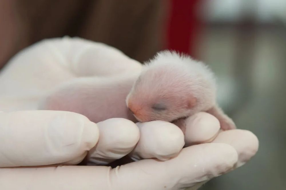 伊丽莎白·安|这种克隆，细思极恐