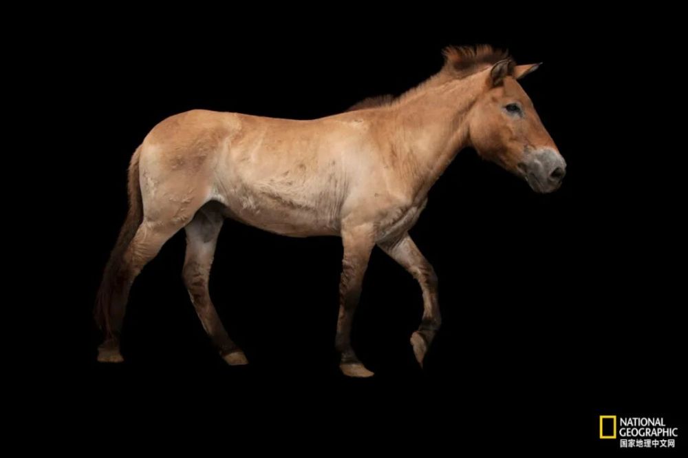 伊丽莎白·安|这种克隆，细思极恐