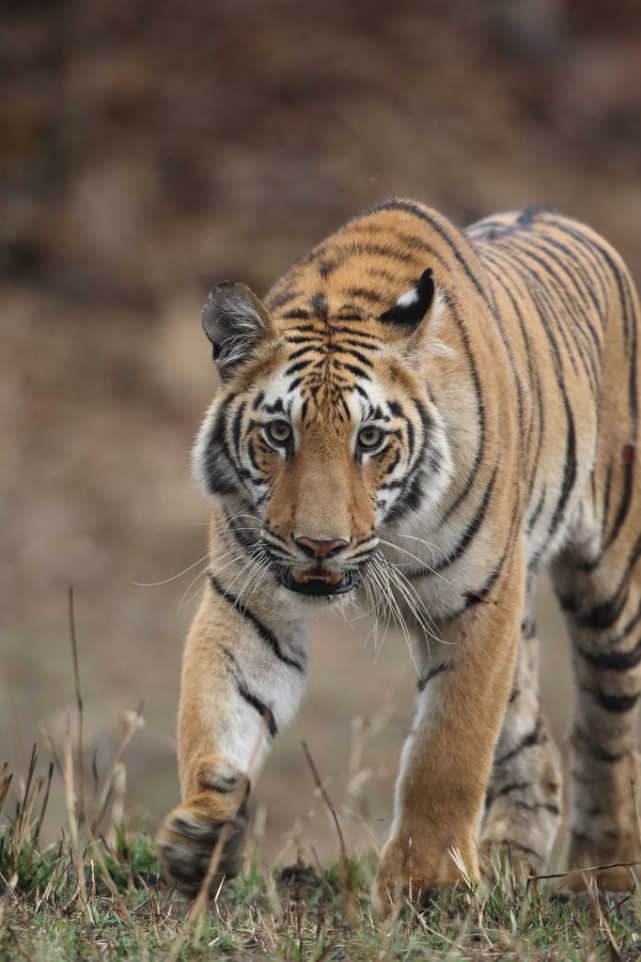 3000妇女因虎丧夫印度妇女抱怨老虎成患丈夫出门打工被老虎吃了