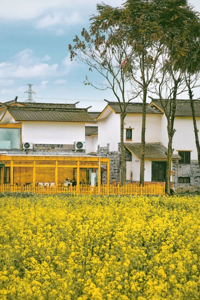 白墙灰瓦的农居掩映在花海中若隐若现,别有一番景象.