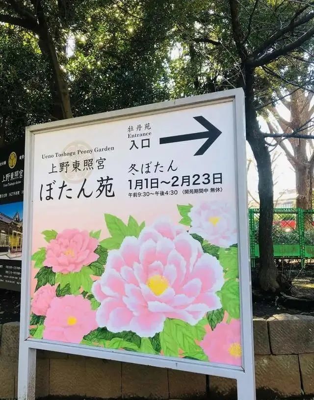 上野公园东照宫里的寒牡丹开花 来自中国又赋予了日式风韵 上野公园 东照宫 寒牡丹 牡丹园 腊梅