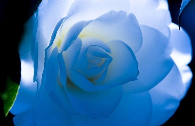 茶花烂根怎么治?茶花烂_腾讯新闻