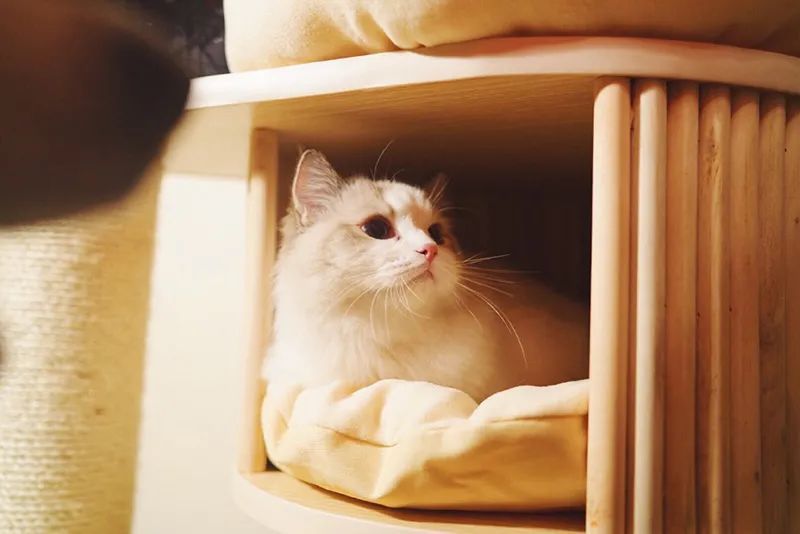 欧吼猫的耳朵好烫