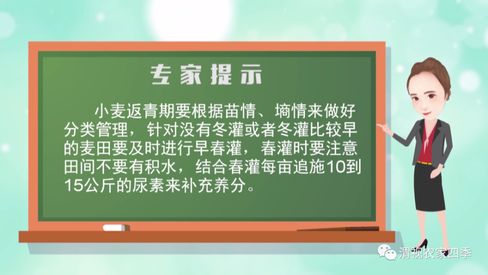 种植户|小麦返青期如何管理？