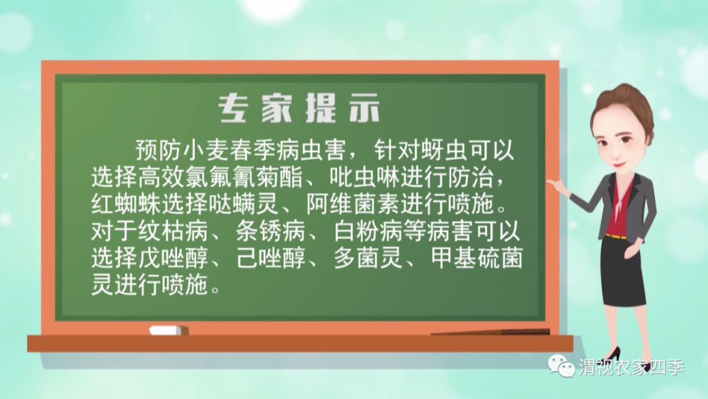 种植户|小麦返青期如何管理？