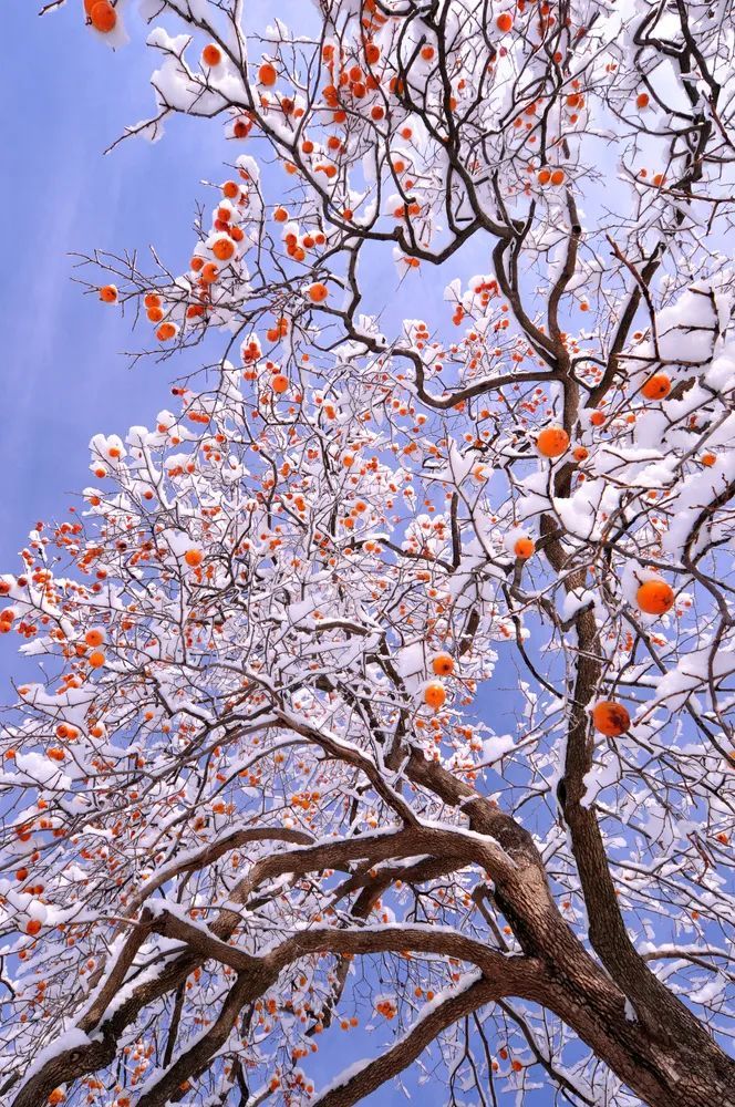 摄影/hayate,图/图虫·创意柿子树很能耐寒
