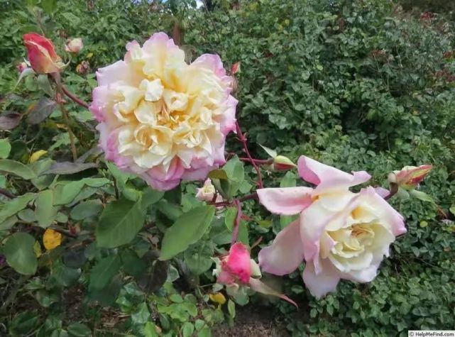 鲁本斯,杏黄,杏粉的色调非常柔美,非常少女,非常典型的茶香月季.