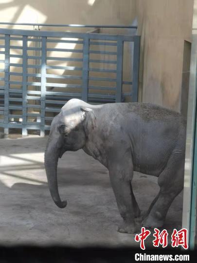 大象疑抑鬱引熱議太原動物園稱系刻板行為