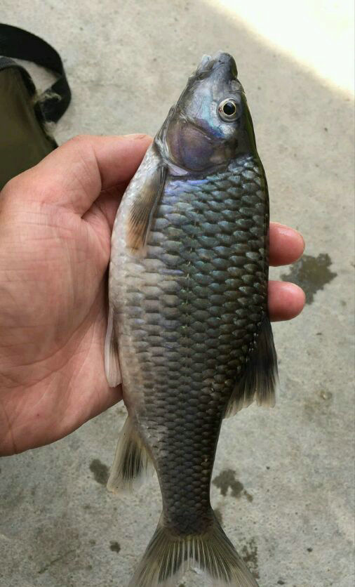 廣西貴港河道里出現大量石鯪魚像草魚又像鯽魚這魚不好吃