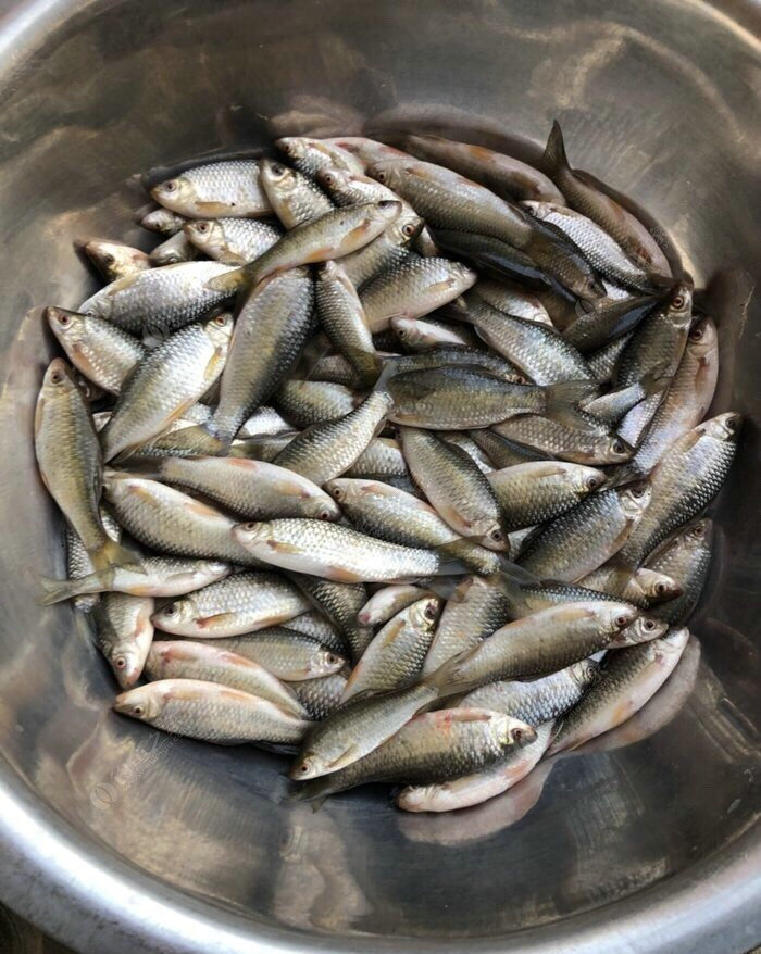 廣西貴港河道里出現大量石鯪魚像草魚又像鯽魚這魚不好吃