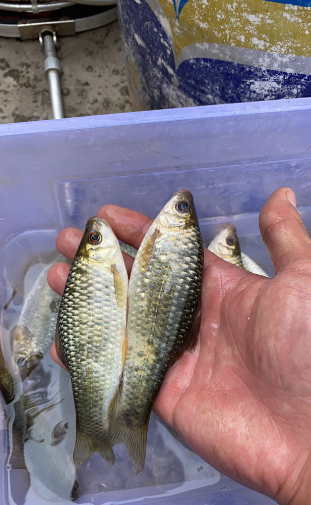 廣西貴港河道里出現大量石鯪魚像草魚又像鯽魚這魚不好吃