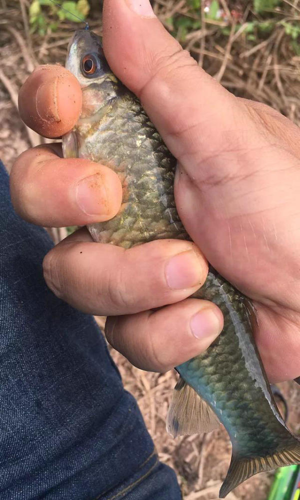 廣西貴港河道里出現大量石鯪魚像草魚又像鯽魚這魚不好吃