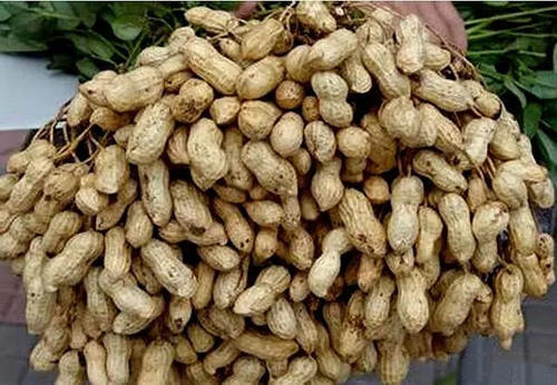 花生到了开花下针期,掌握方法花生高产不难,花生控旺技术要点_腾讯