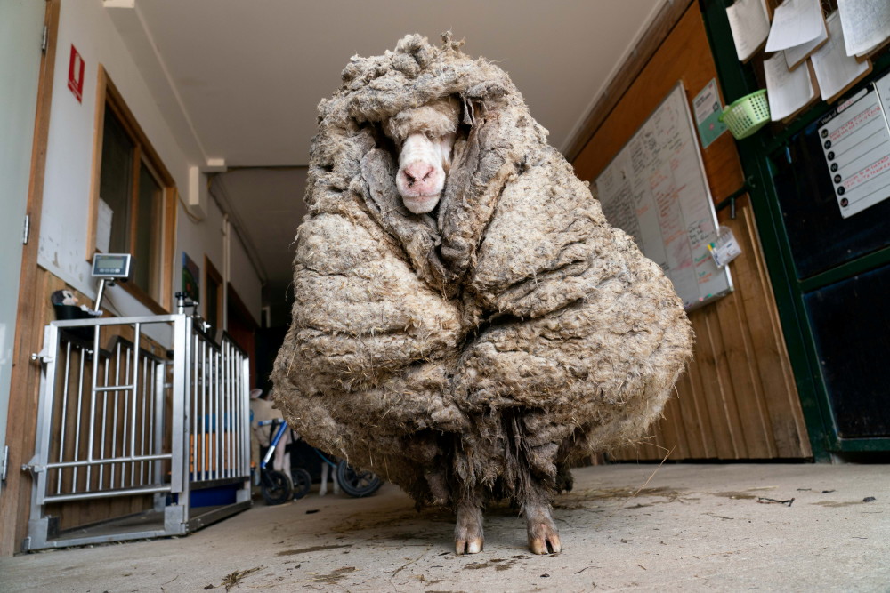 外代一线澳大利亚一只绵羊剪下35公斤羊毛