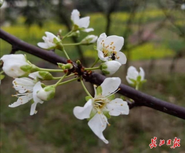 明慧 攝與櫻花相比,梅花,桃花,杏花既無花柄,瓣尖也無缺口;李花和垂絲