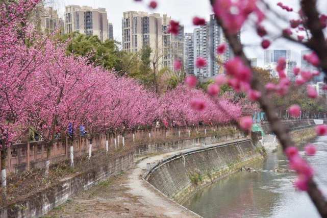 成都过峰赏花 厌倦了樱花和油菜花 抓住梅花的尾巴 尽情享受 成都驾校大全