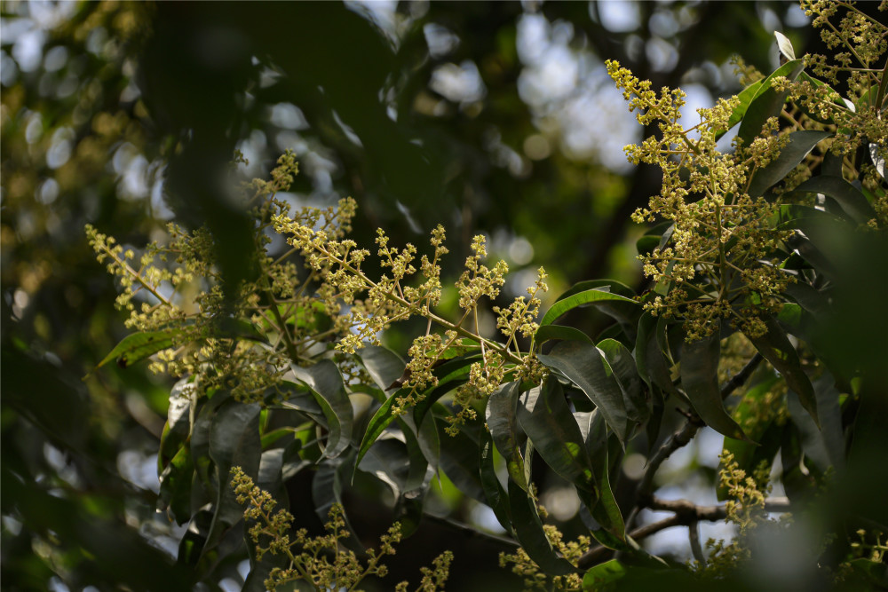 花开灿烂近300岁夏茅香芒古树重焕新生或将打造香芒公园