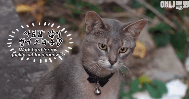 猫咪|mink|小猫|猫粮