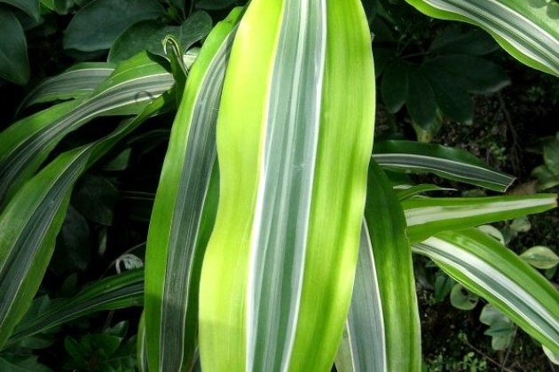 金边富贵竹金边变绿怎么回事