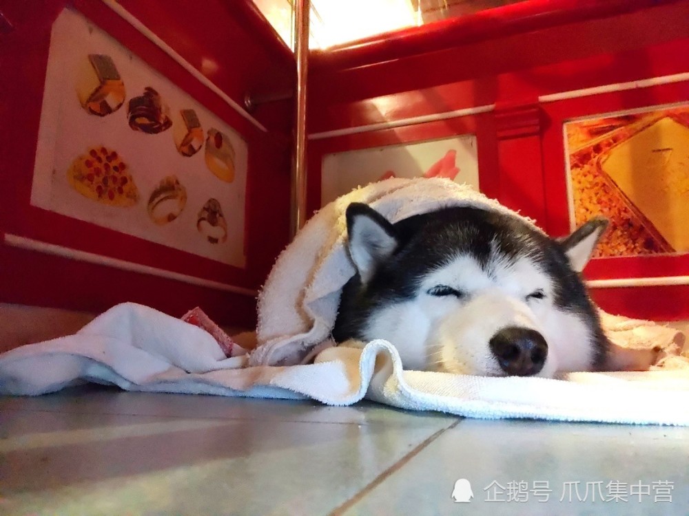 珠宝店模拟抢劫案哈士奇躺在店门口不为所动从头睡到尾