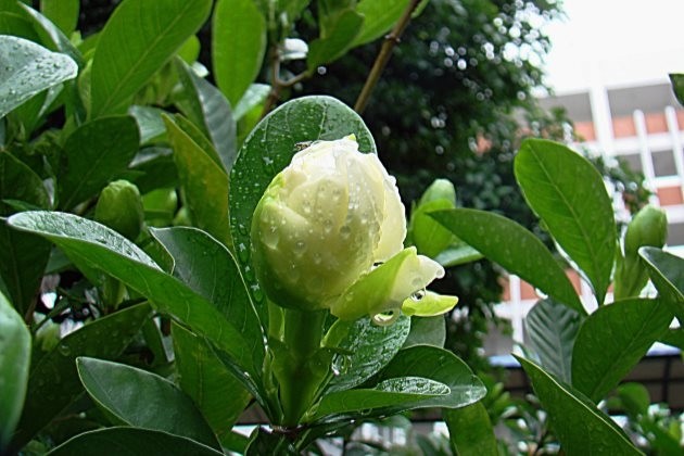 梔子花的修剪方法梔子花開花前開花後怎麼修剪