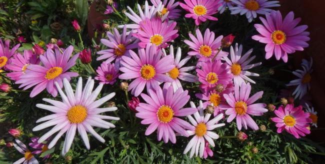 你知道菊花有多少品种吗 腾讯新闻