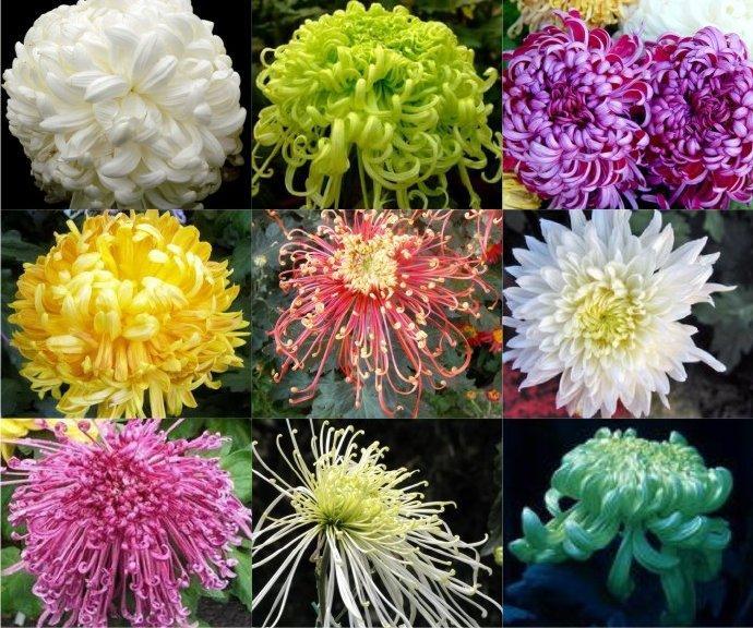 菊花常见品种大全图片