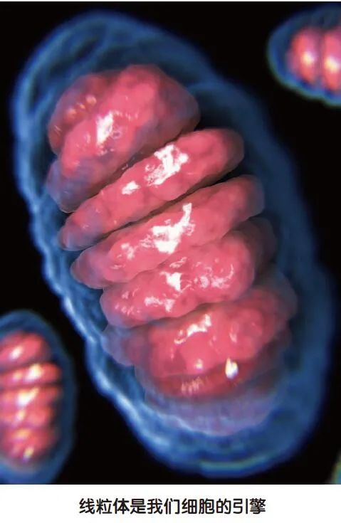 捕食者|“捕食者”动物如何改变了世界？