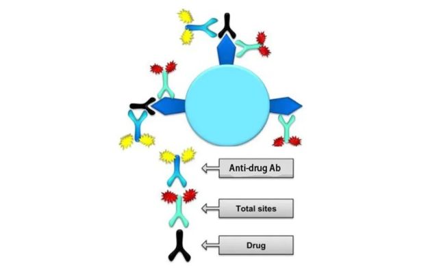 熙寧小課|基於流式細胞術的大分子藥物受體佔位研究