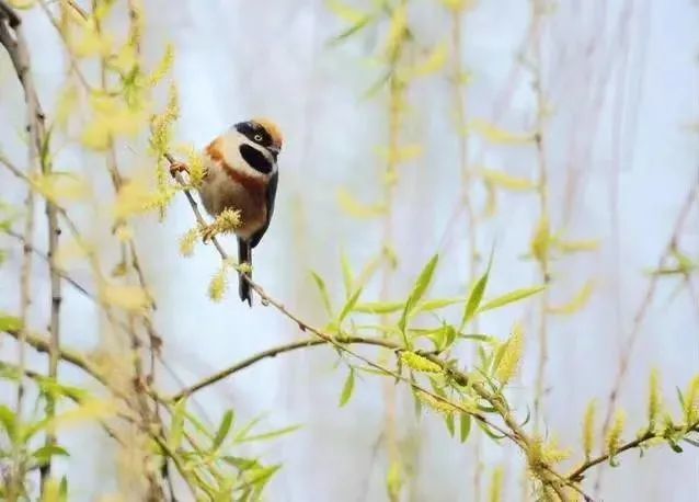 翠微风韵辛丑杏月一径花深留蝶梦满林风动觉莺啼总第187期