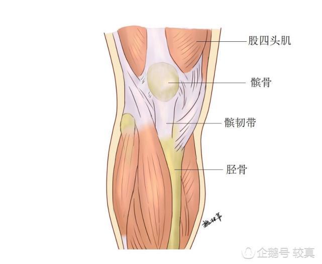 膝关节|一变天关节就痛，关节炎患者真的能“预报天气”吗？