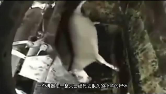 火腿肠|死猪死牛搅碎做火腿肠？视频拼接无下限