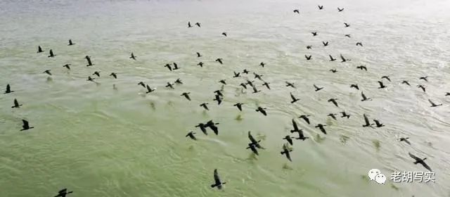 吉利黄河湿地水天一色 美极了 喝碗老渡口牛肉汤爽爆 腾讯新闻