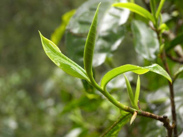 有人觉得有专门的绿茶树,红茶树,白茶树!这个笑话有点冷!