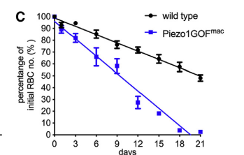 细胞|什么情况下我们体内的铁会升高？原来是这种基因会影响铁水平