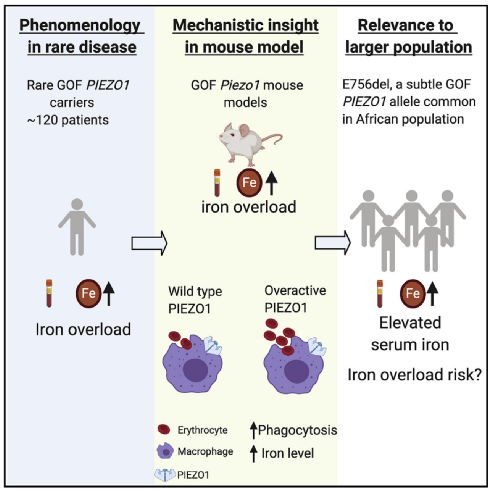 细胞|什么情况下我们体内的铁会升高？原来是这种基因会影响铁水平