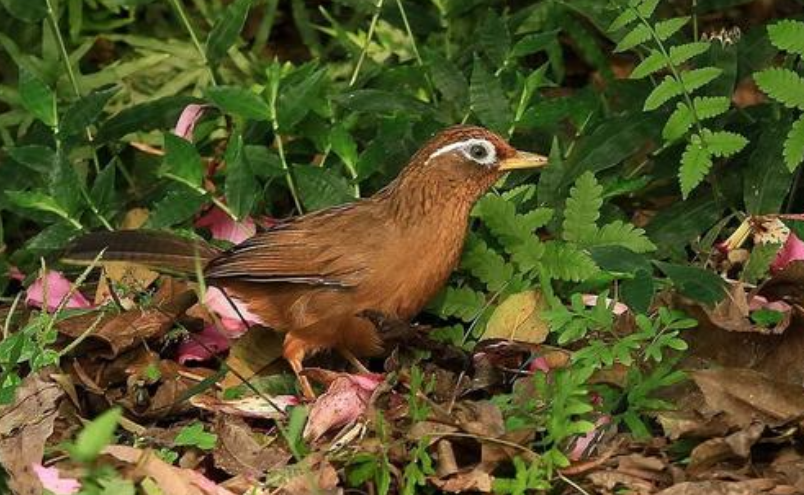 地球|进化论出错了？消失170年的画眉鸟重现地球，清晰照片已被拍到