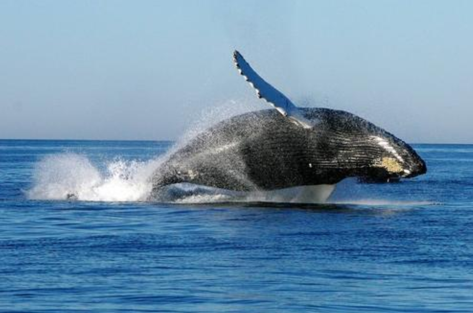 地球|进化论出错了？消失170年的画眉鸟重现地球，清晰照片已被拍到