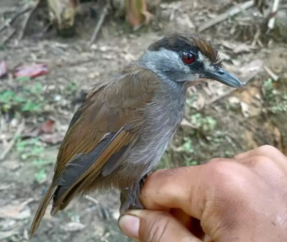 地球|进化论出错了？消失170年的画眉鸟重现地球，清晰照片已被拍到