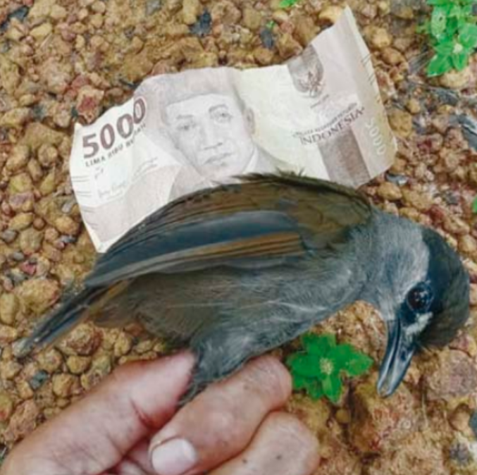 地球|进化论出错了？消失170年的画眉鸟重现地球，清晰照片已被拍到