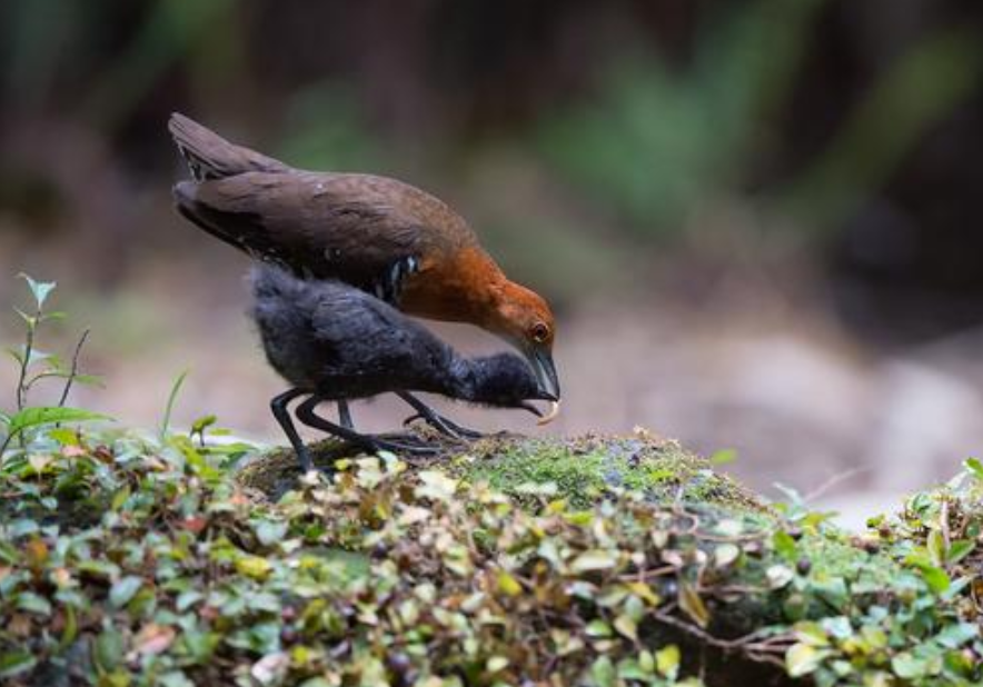 地球|进化论出错了？消失170年的画眉鸟重现地球，清晰照片已被拍到