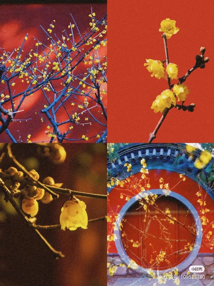 北京3月赏花全攻略来了 纯干货 周末就盛开 腾讯新闻