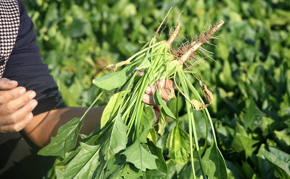 菠菜|春天买菠菜，注意区分“红根”和“白根”，营养差别大，弄懂再买