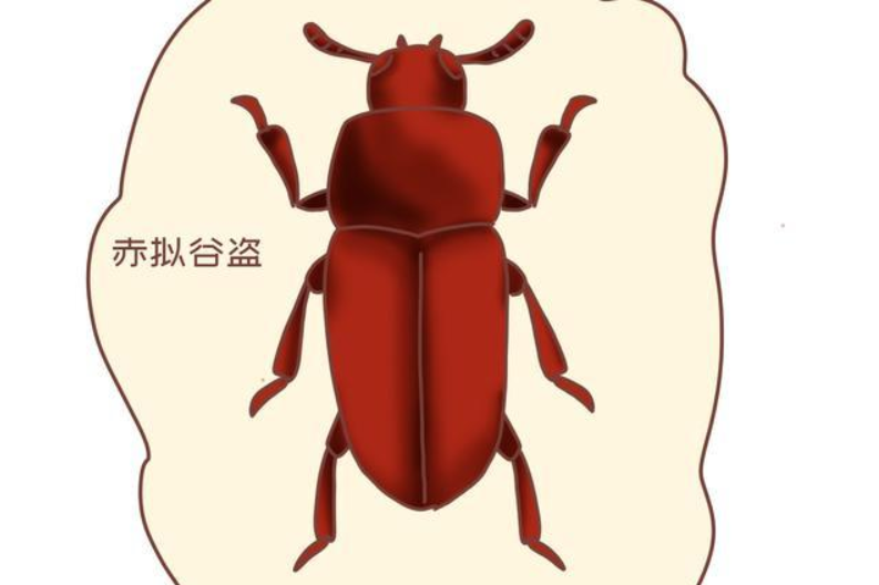 鸳鸯|一生只有一个配偶的动物，如果一方死亡了，另一方会怎么办？